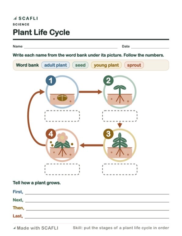 Plant life cycle